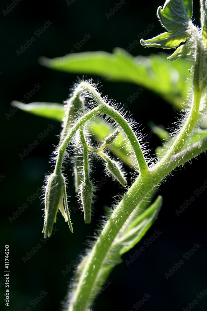 开花番茄