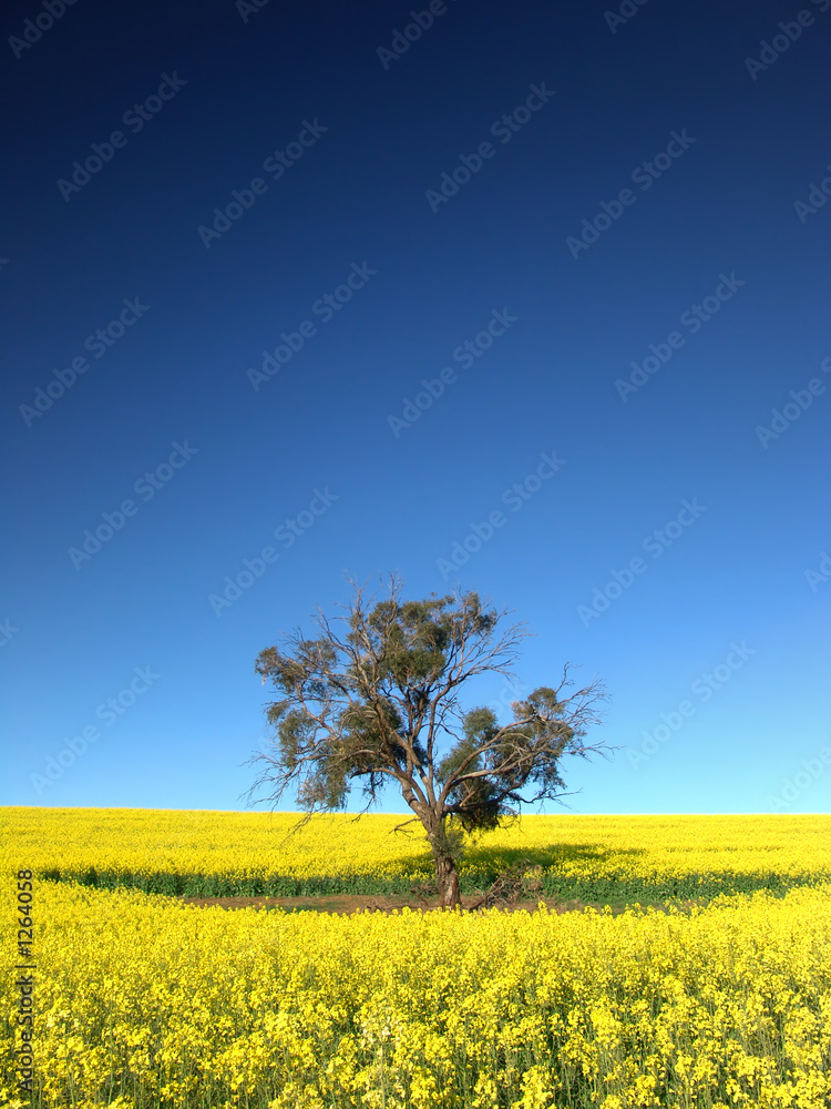 canola tree