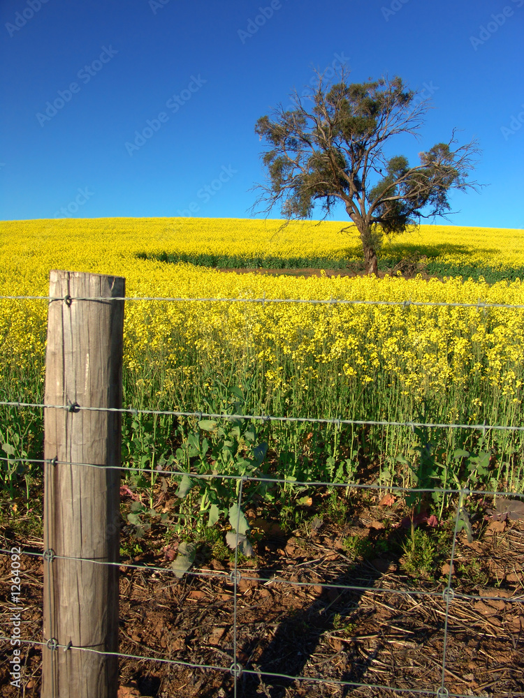 canola field