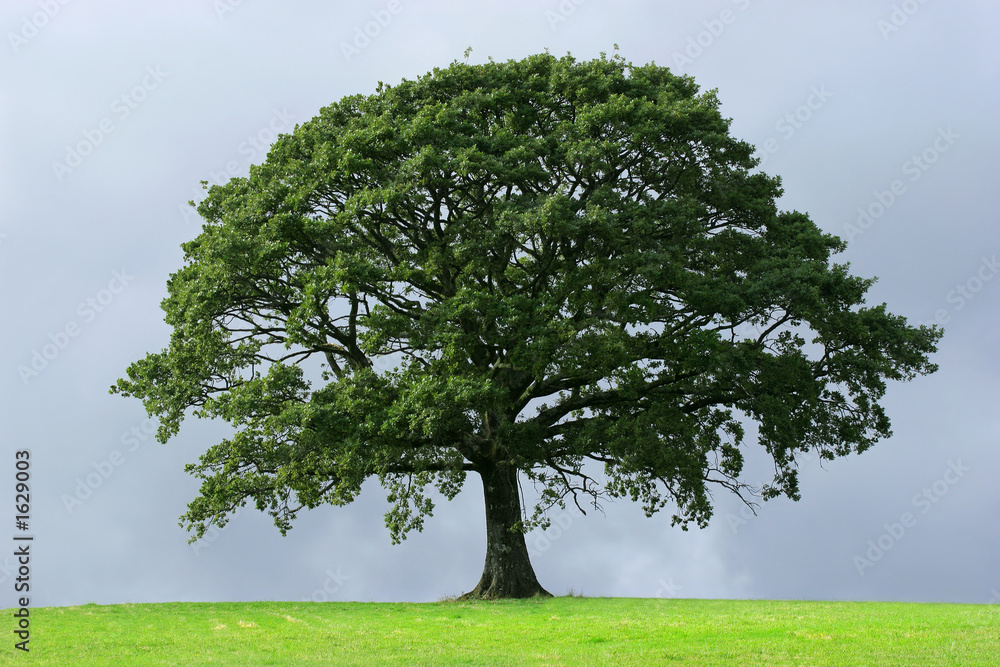 the oak tree