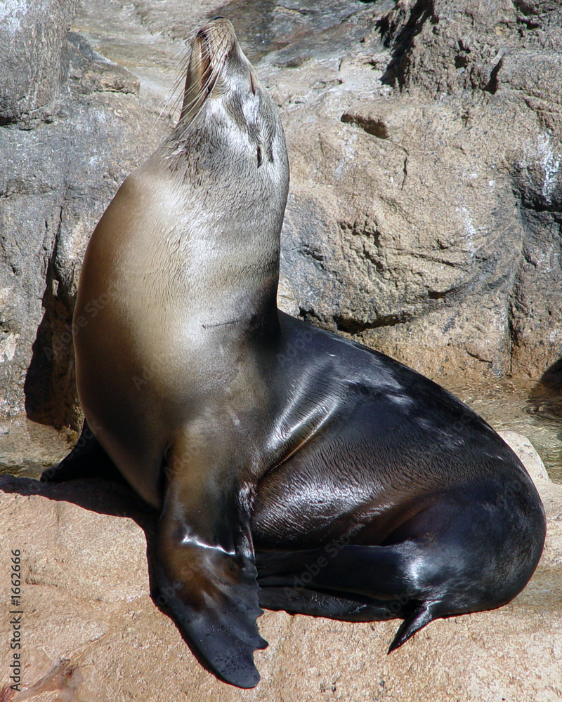 sealion