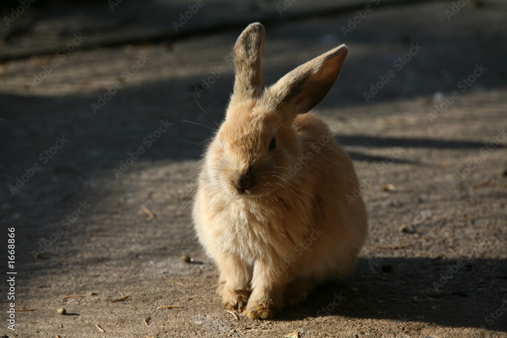 kaninchen