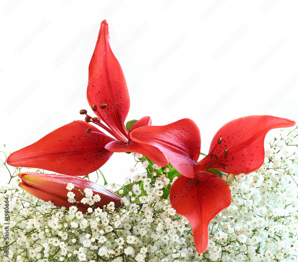 red lily