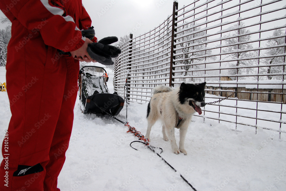 chiens de traineaux