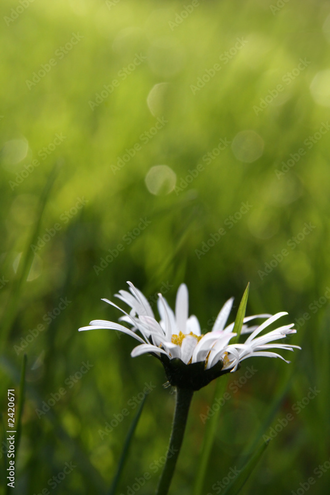 first daisy