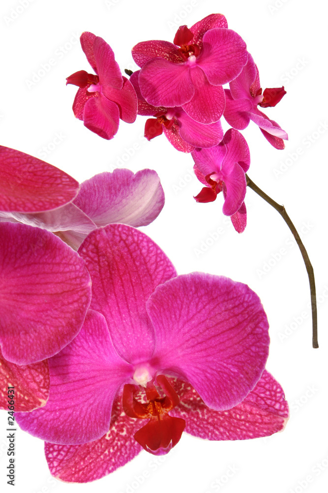 pink orchid flower