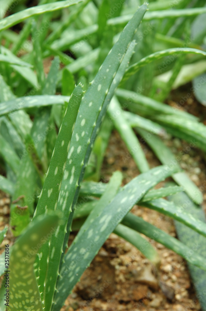 鲜绿色芦荟植物