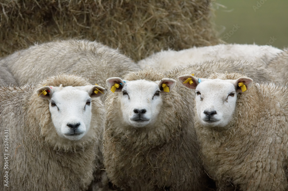 curious looking sheep