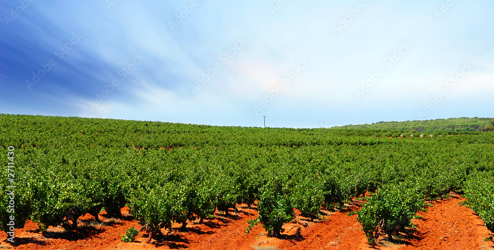 barossa vineyard