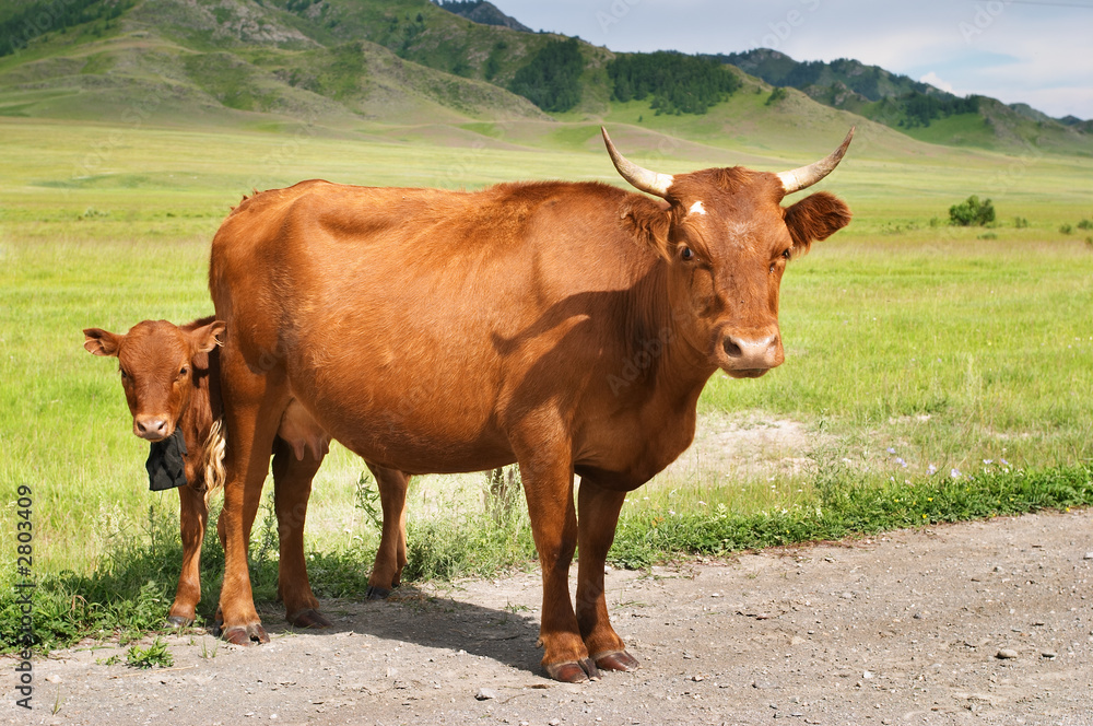 cow with calf