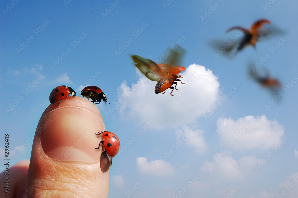 flying ladybirds