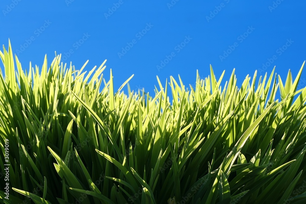 grass