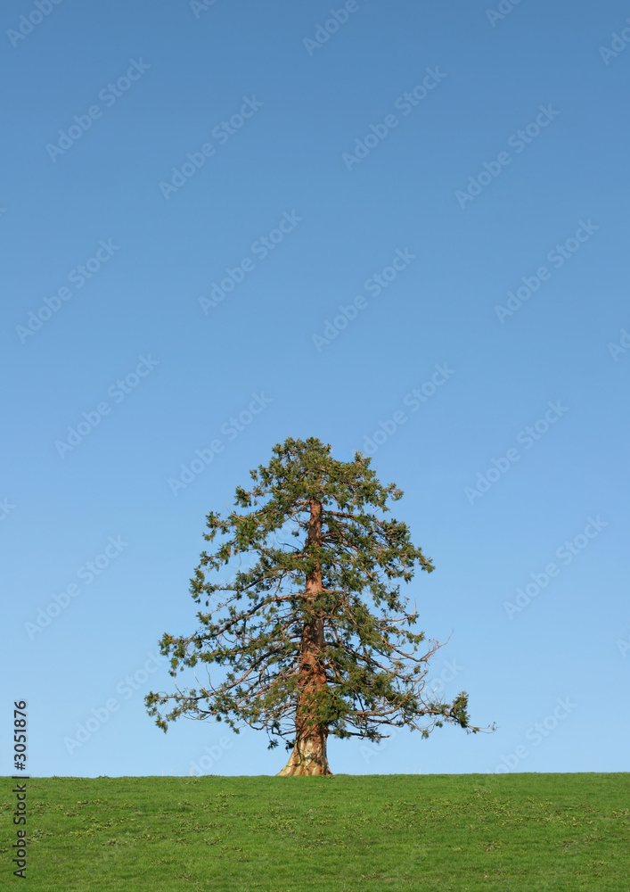 evergreen tree in winter