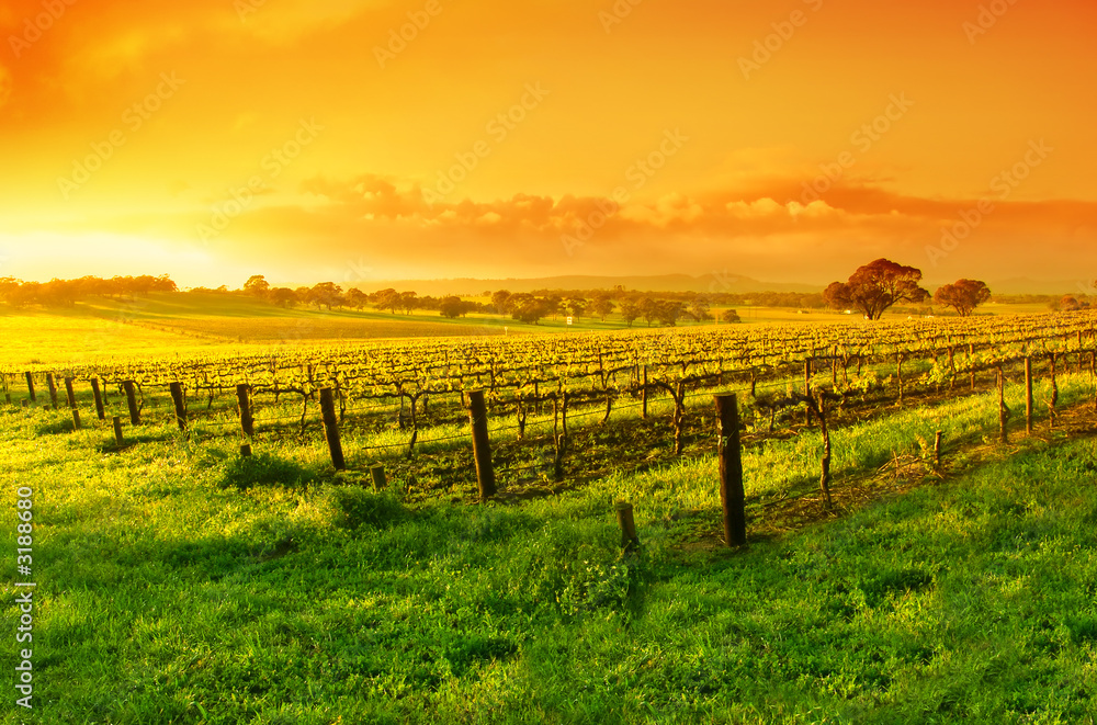 vineyard sunrise