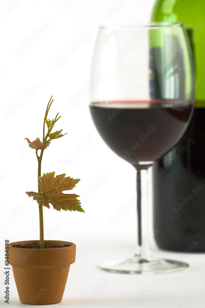 grapevine in a pot, wine glass and bottle on white