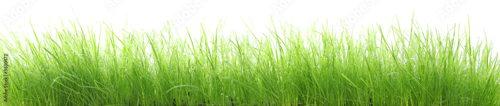 Herbes humides en très haute résolution