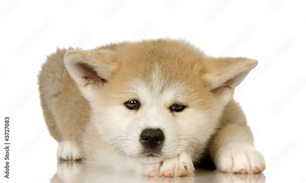 Siberian Husky puppy in front of a white background