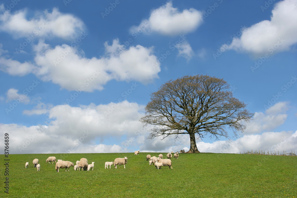 The Oak In Spring