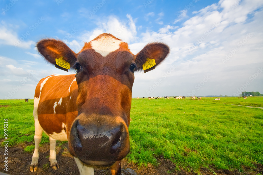 funny picture of a baby cow