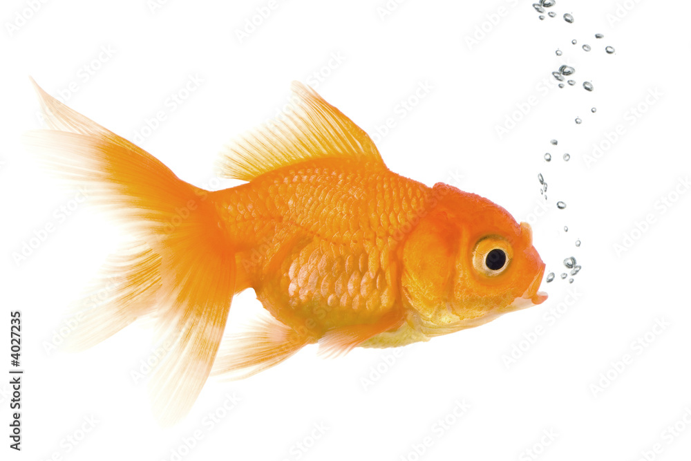 Goldfish in front of a white background