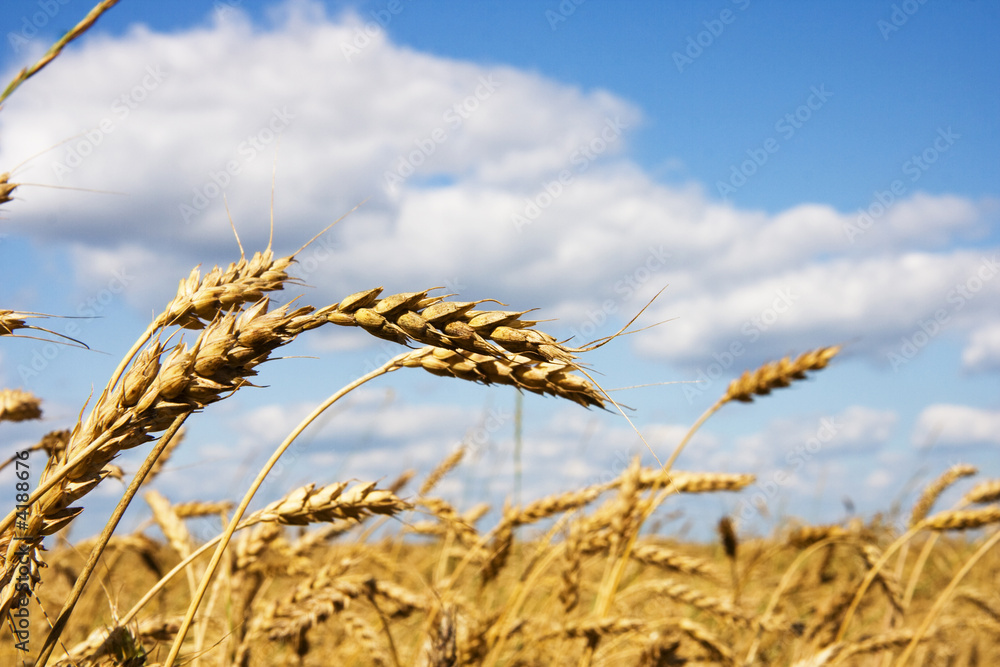 Wheat field