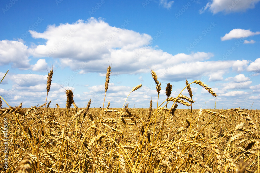 Wheat field