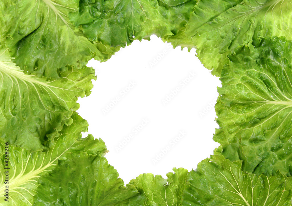 lettuce frame