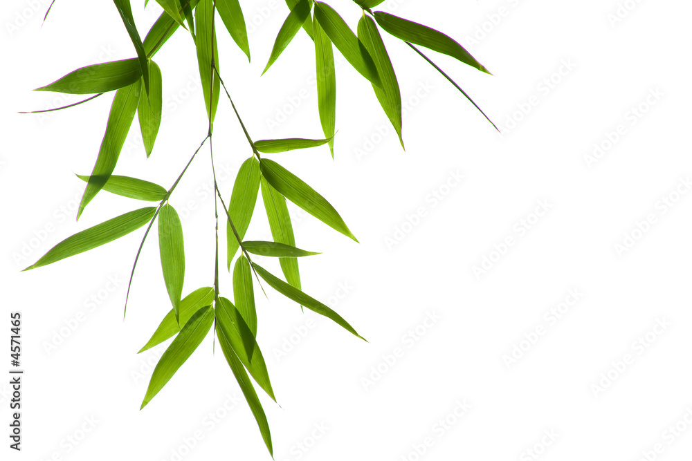 bamboo- leaves