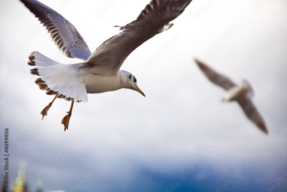 Seagulls