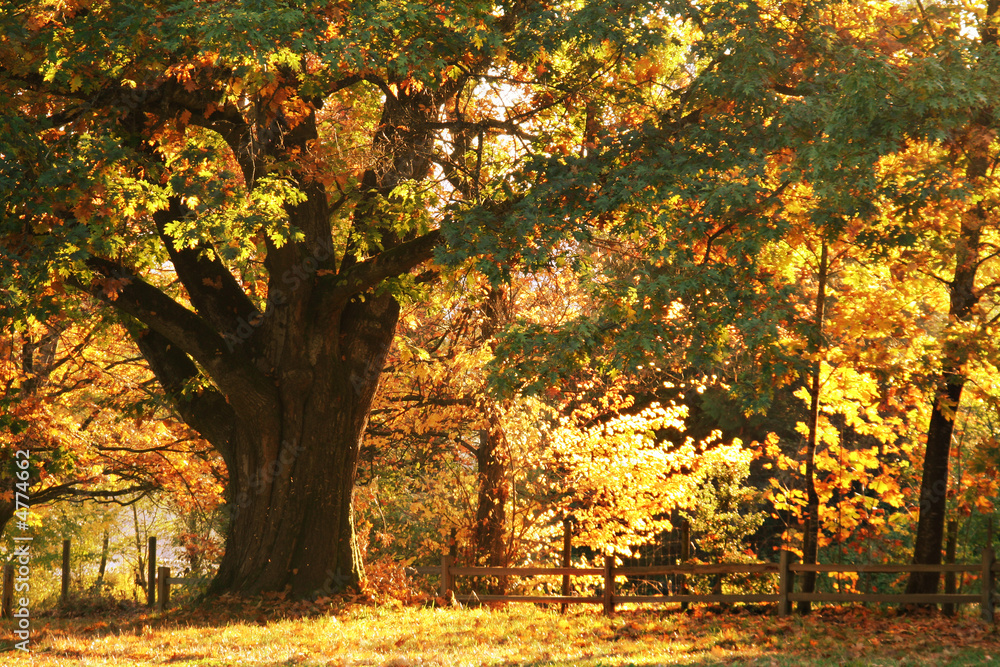 Majestic old tree