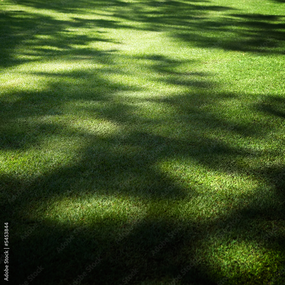 backyard garden under the shade