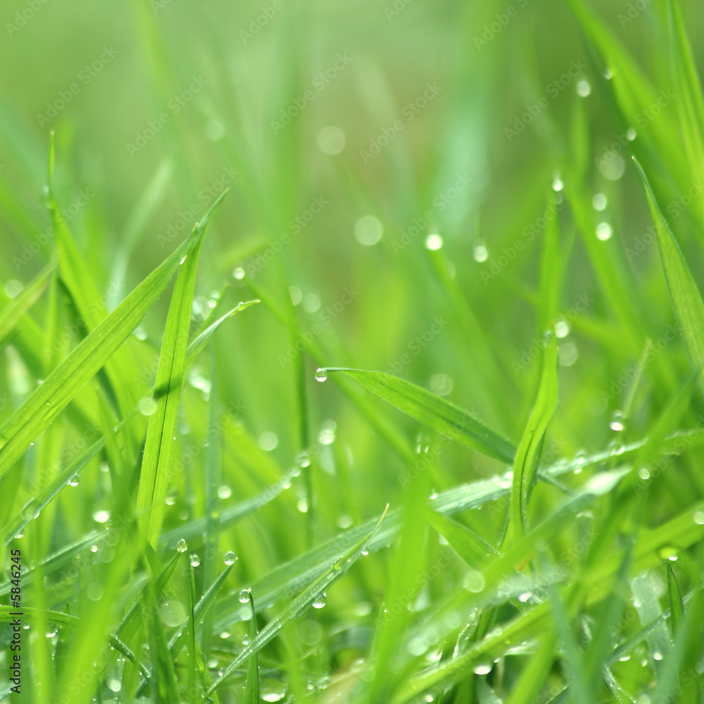 滴水草背景，吞噬景深