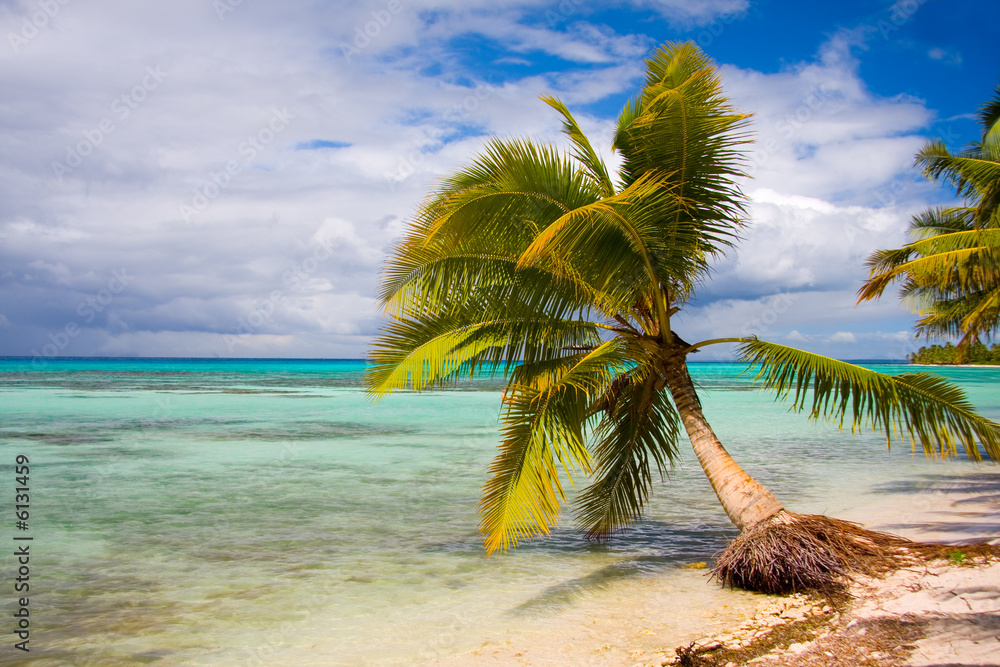 Palm tree on beautiful deserted tropical beach.