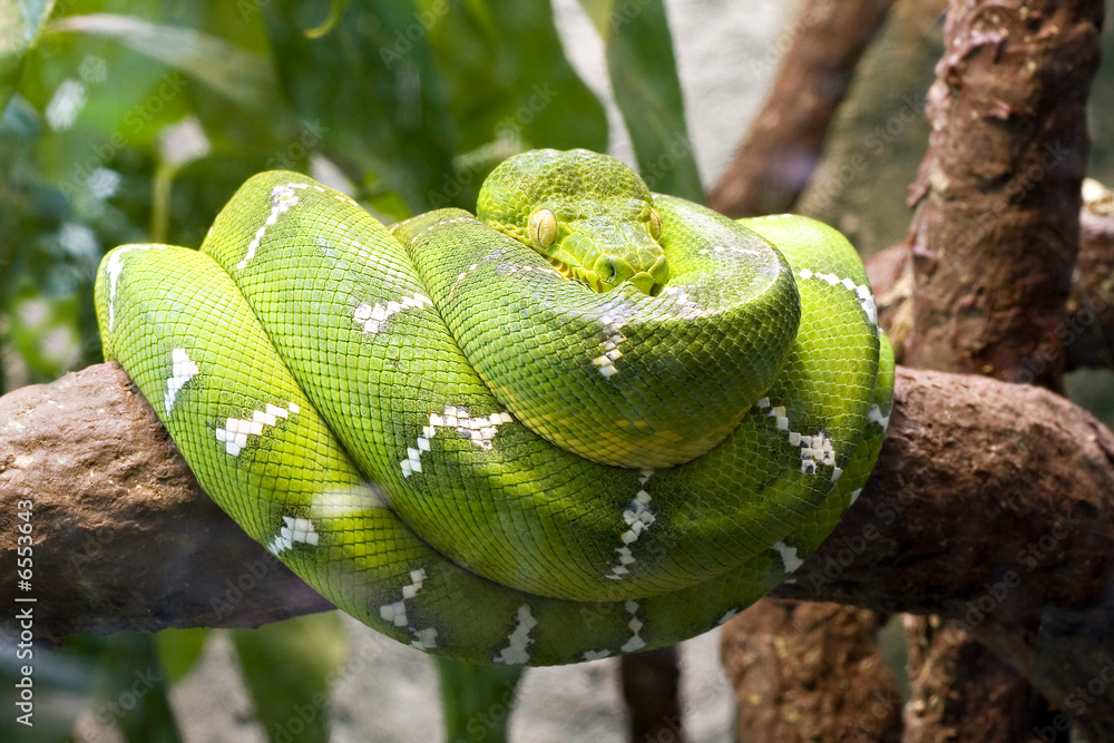 Emerald boa