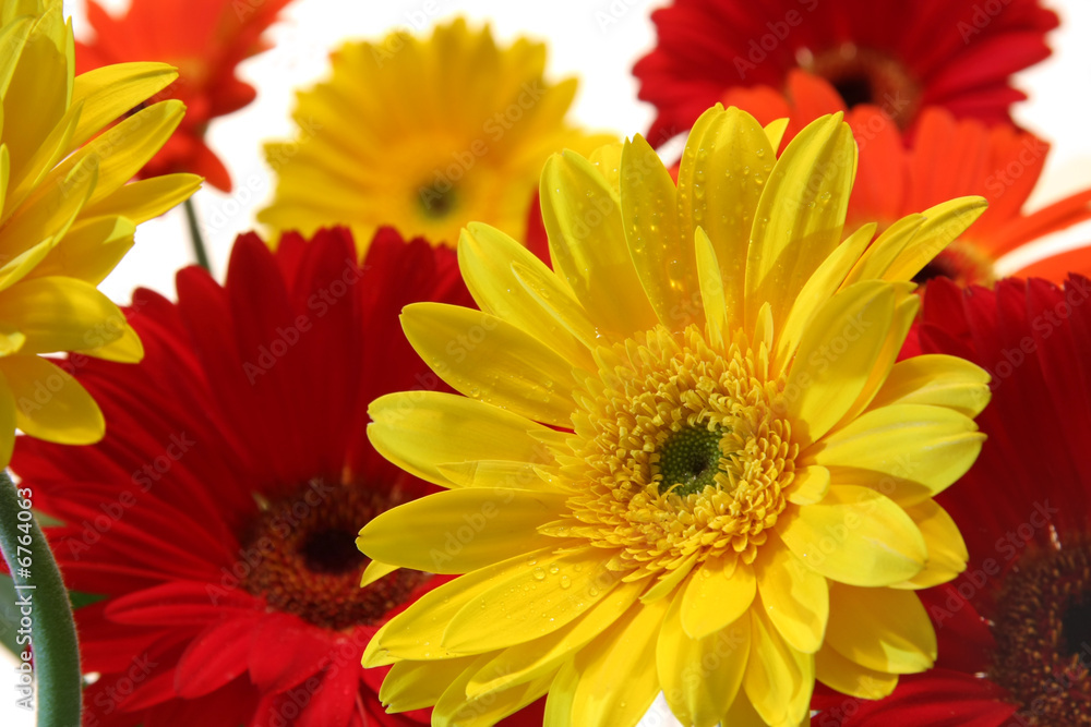 Gerbera daisy