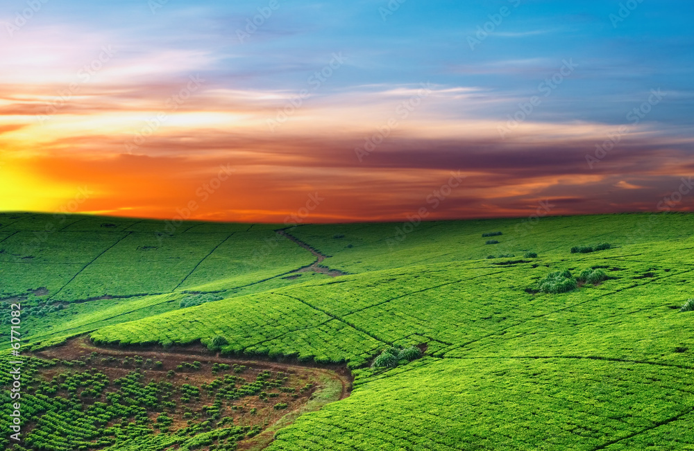 Tea plantation