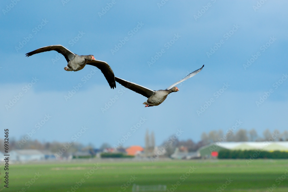 Geese in flight