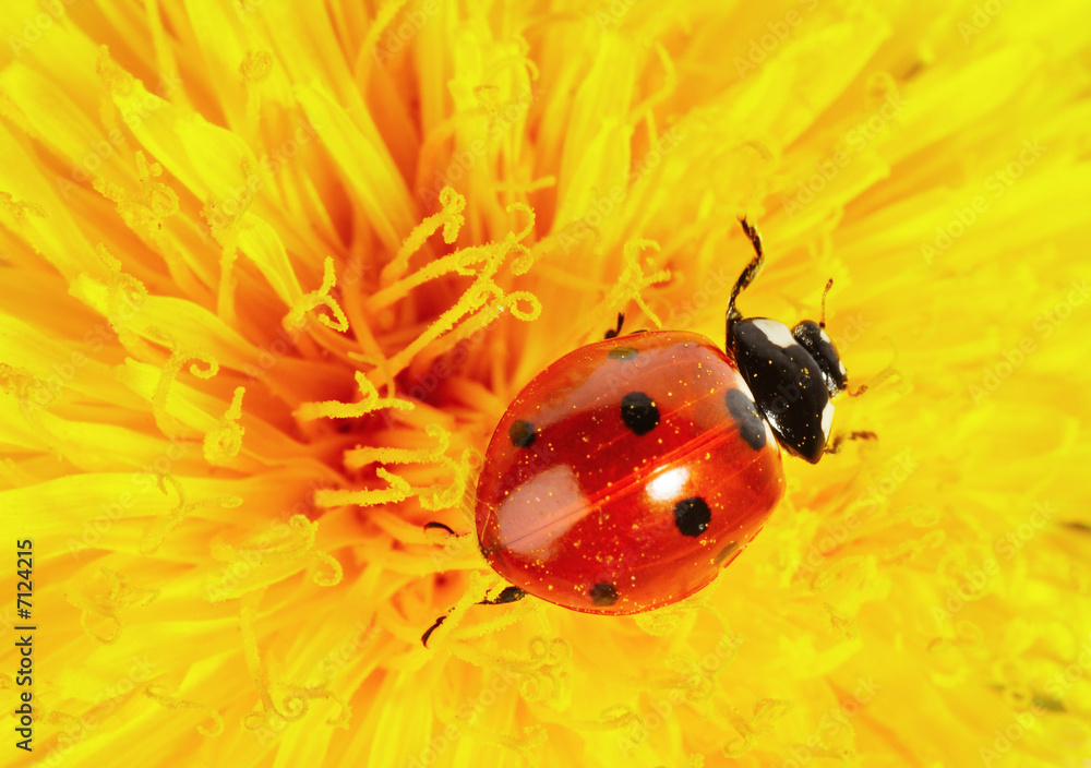 Yellow flower with ladybug