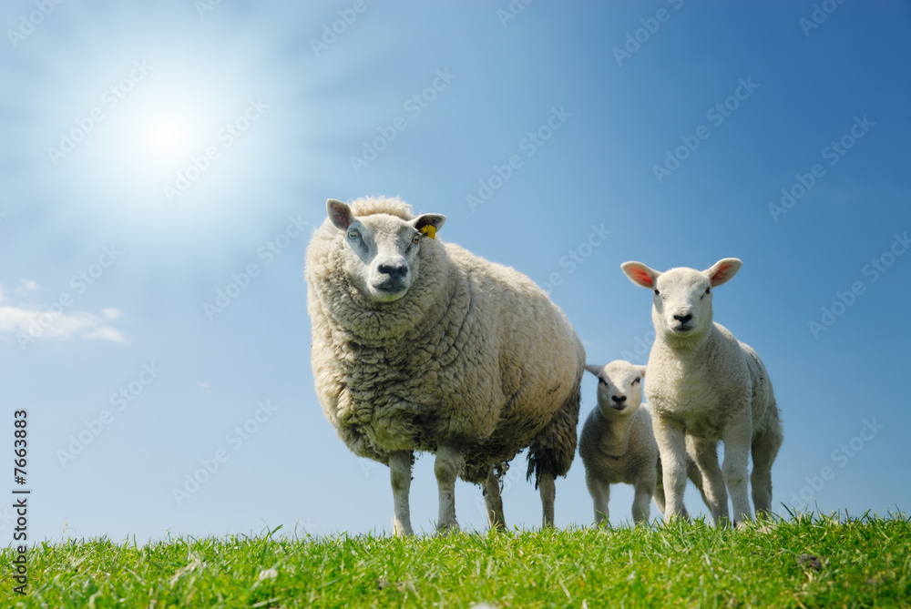 sheep family