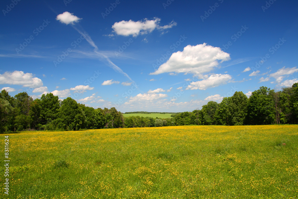 夏季景观