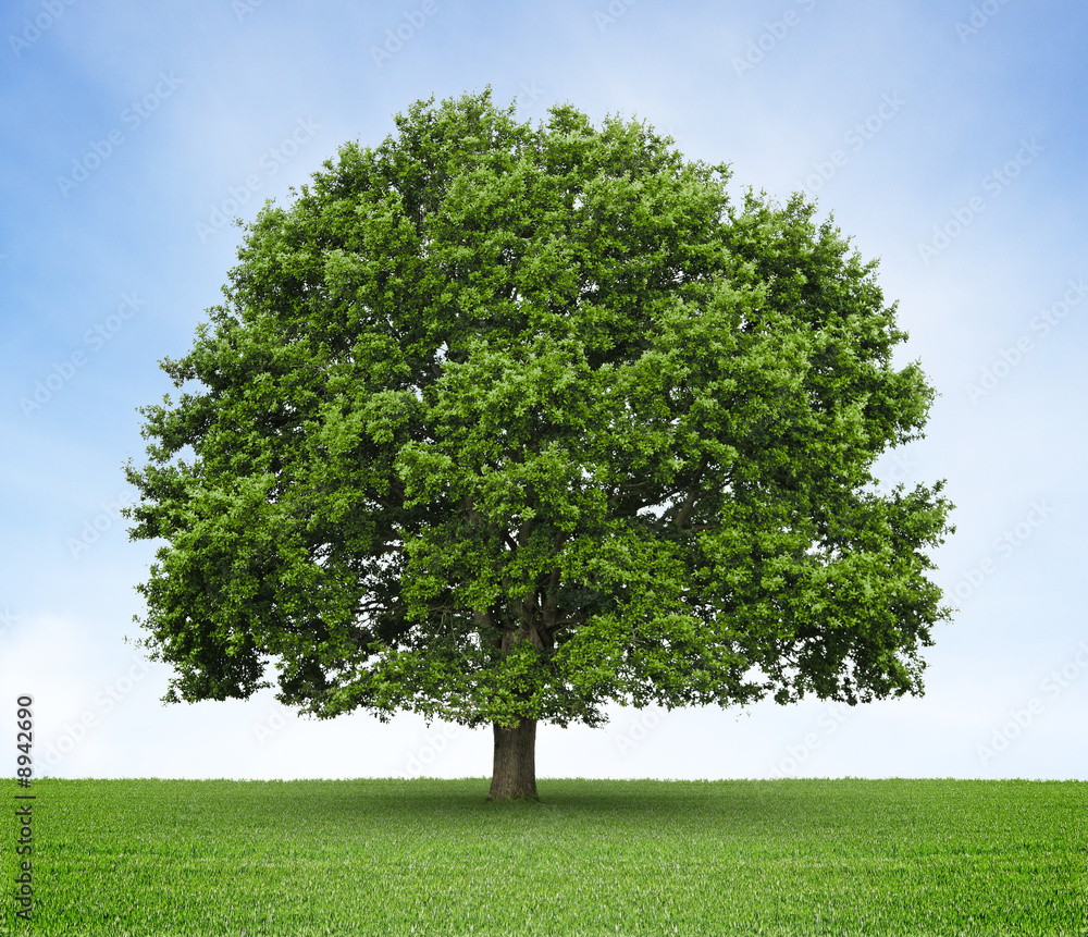 Arbre (chêne) sur prairie et fond de ciel bleu