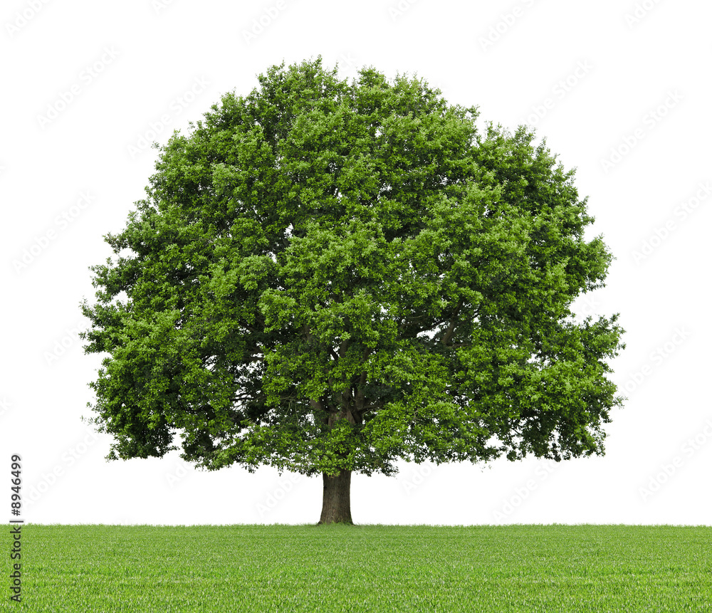 Arbre (chêne) sur prairie et fond blanc