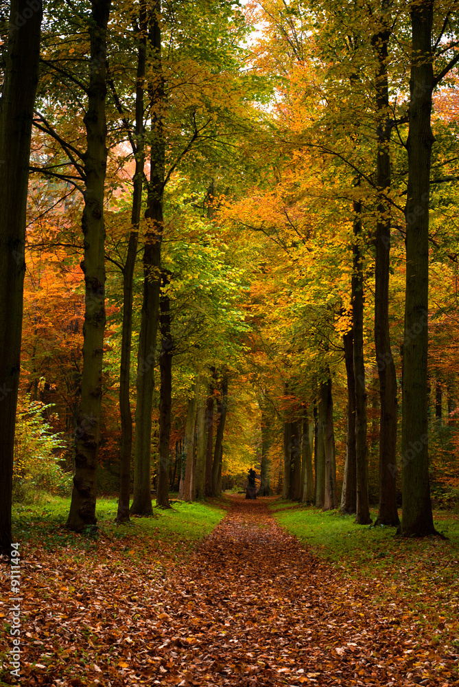 autumn colors in the forest