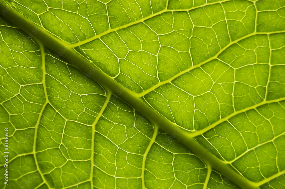 绿叶纹理特写