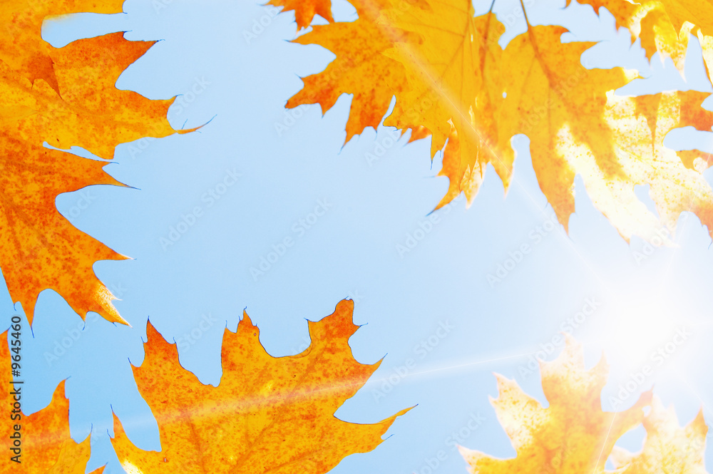 Orange autum leaves against sky