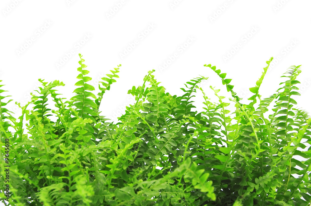 fern isolated on white background