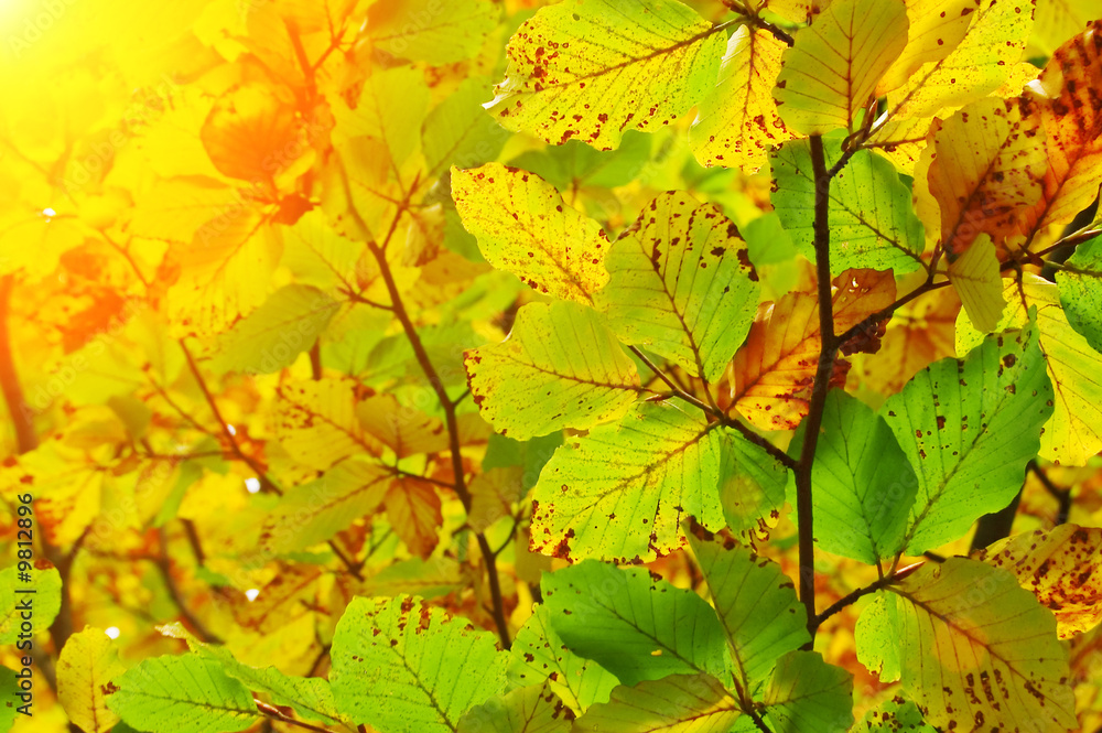 autumn leaf in beech forest