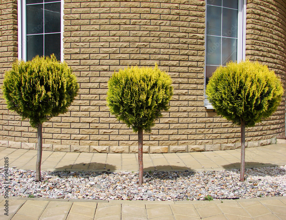 Three youths of tree near the wall of house