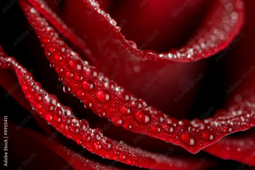 macro of rose with water drops