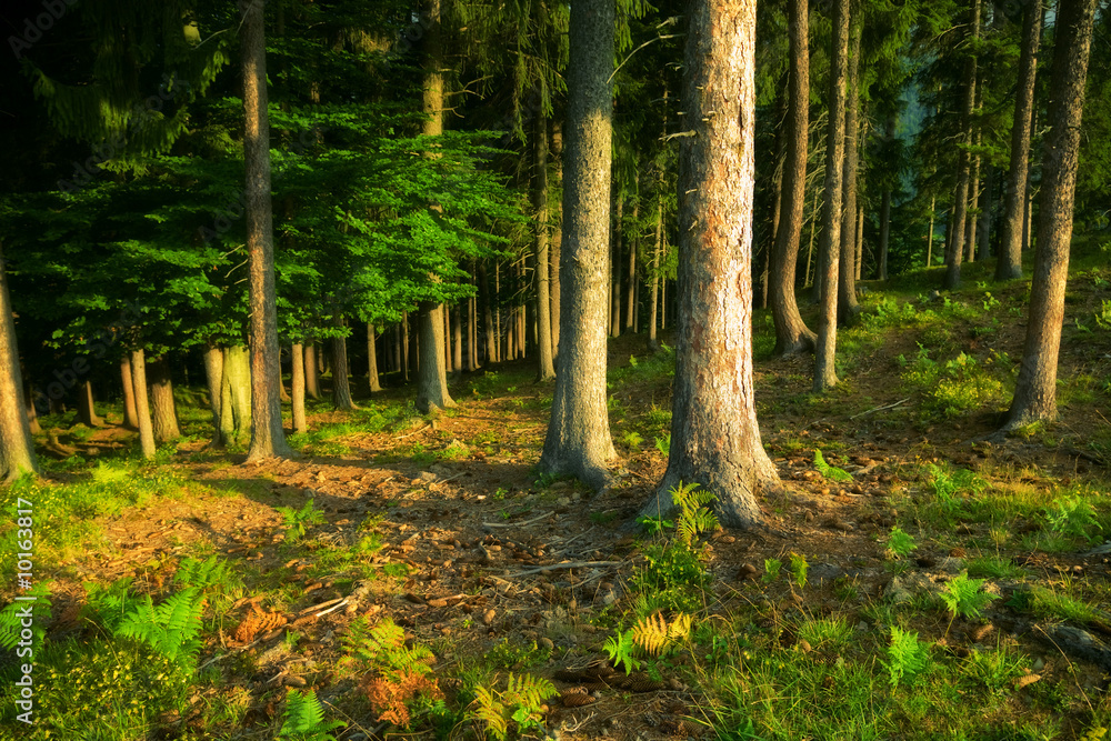 Wild forest. Dark saturated colors.